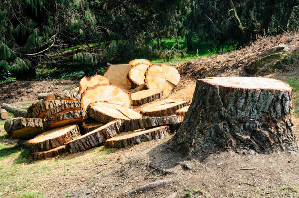 How Our Tree Care Process Works  in  Blue Ridge, VA